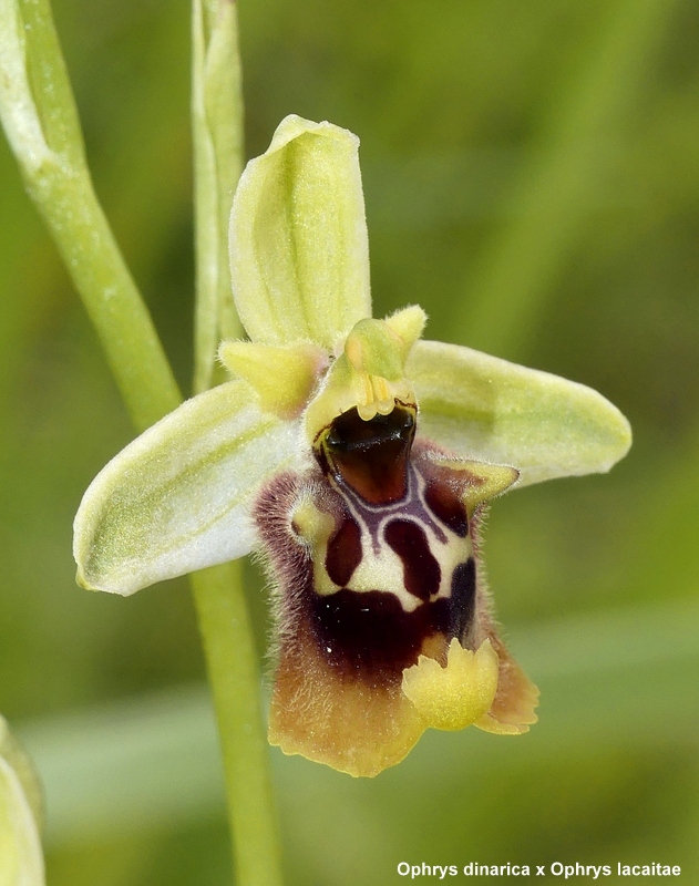 Ophrys lacaitae tra introgressioni e forme ibride � Molise 2023.